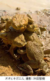 cane toads