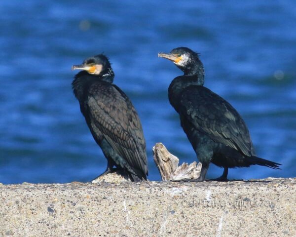 e55b5ce490d54ddc2578cbcf78ffbb