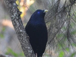 瞳も綺麗な色のアオアズマヤドリ