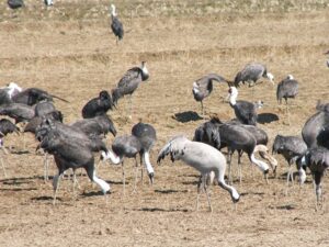 20年前に出水で見たツル。日本の鳥の中で人気のようで数人の人に見に行きたいと言われました。