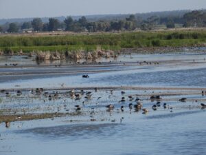 リバリーナには人工湿地もあり水鳥の楽園となっています