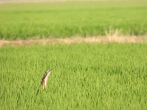 この光景を一生忘れないでしょう